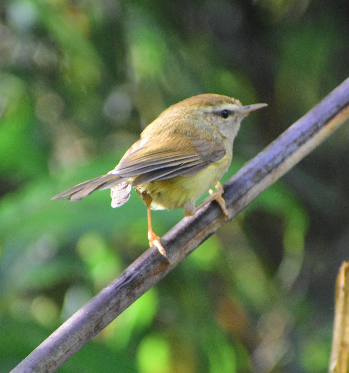 Hume's Bush Warbler - ML628176436