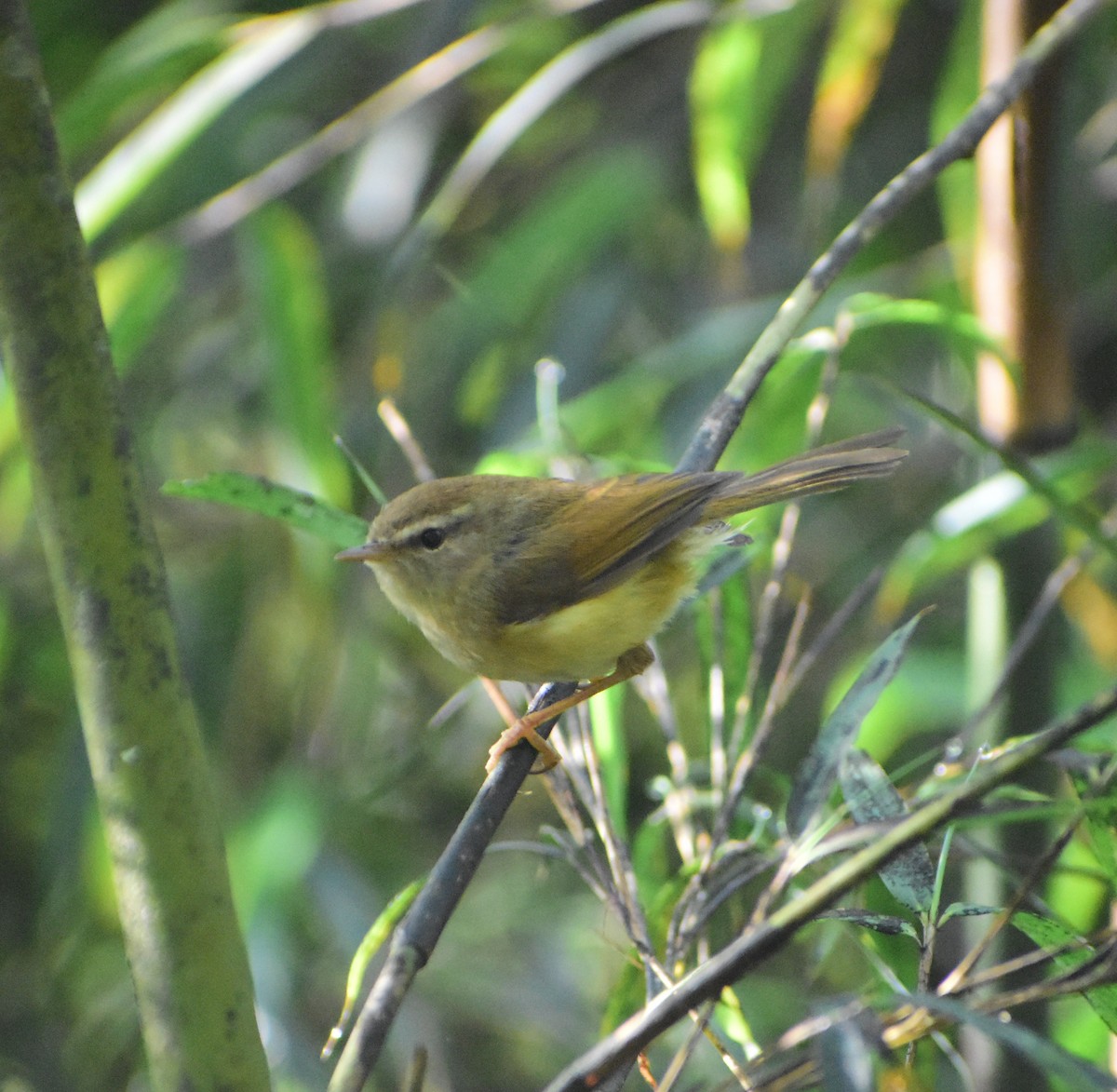 Hume's Bush Warbler - ML628176437