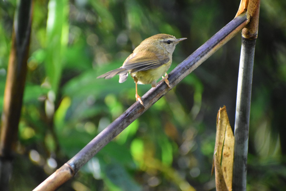 Hume's Bush Warbler - ML628176438