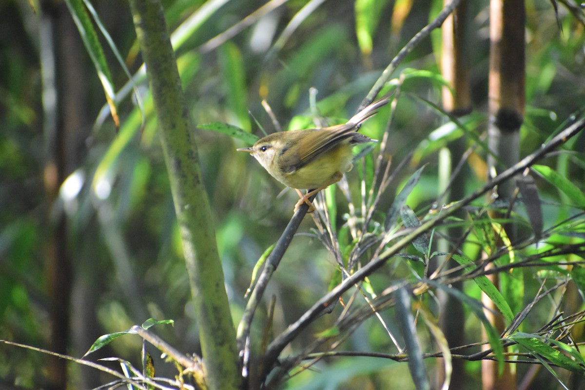 Hume's Bush Warbler - ML628176439