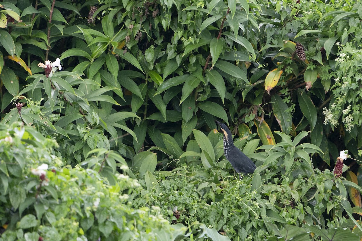 Black Bittern - ML628176444