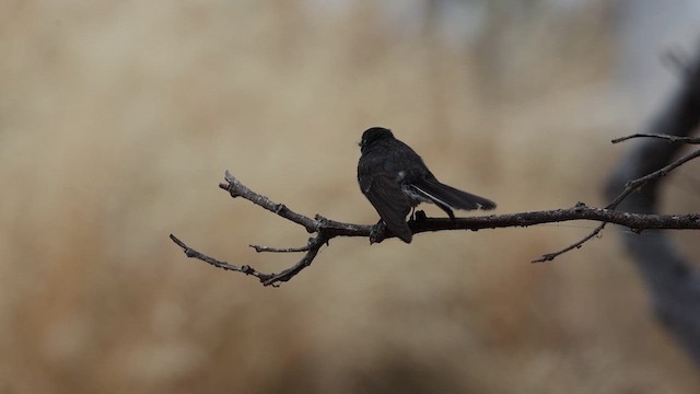 Gray Fantail (preissi) - ML628176550