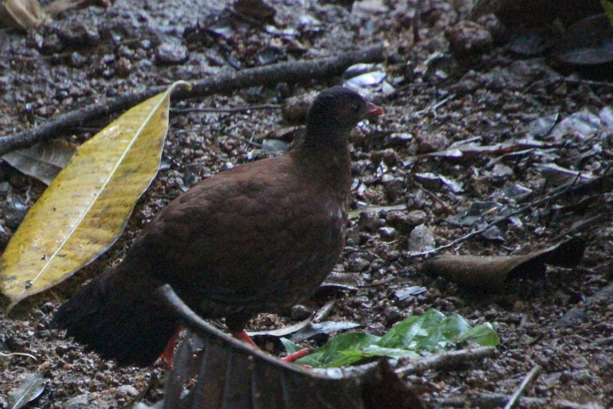 Sri Lanka Spurfowl - ML628176648