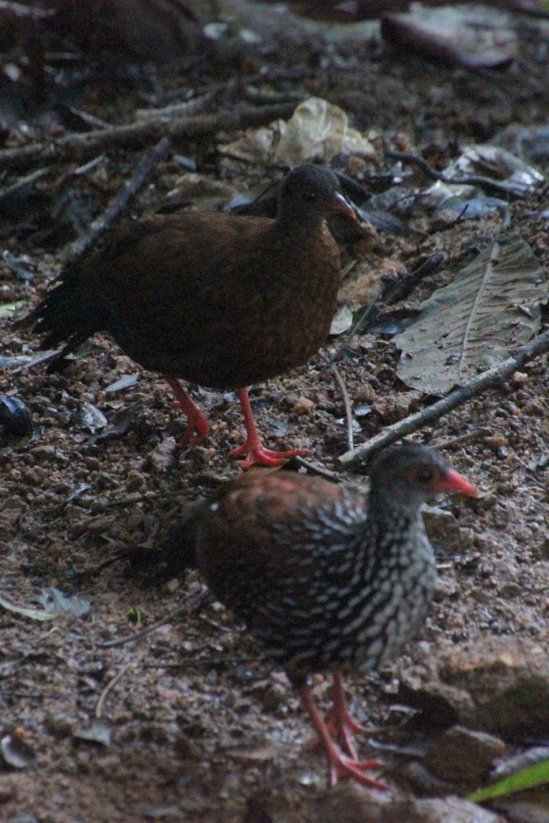 Sri Lanka Spurfowl - ML628176649