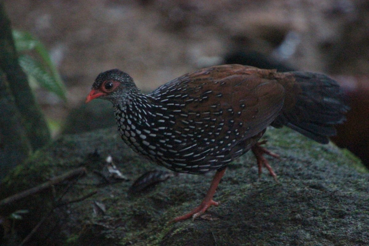 Sri Lanka Spurfowl - ML628176650