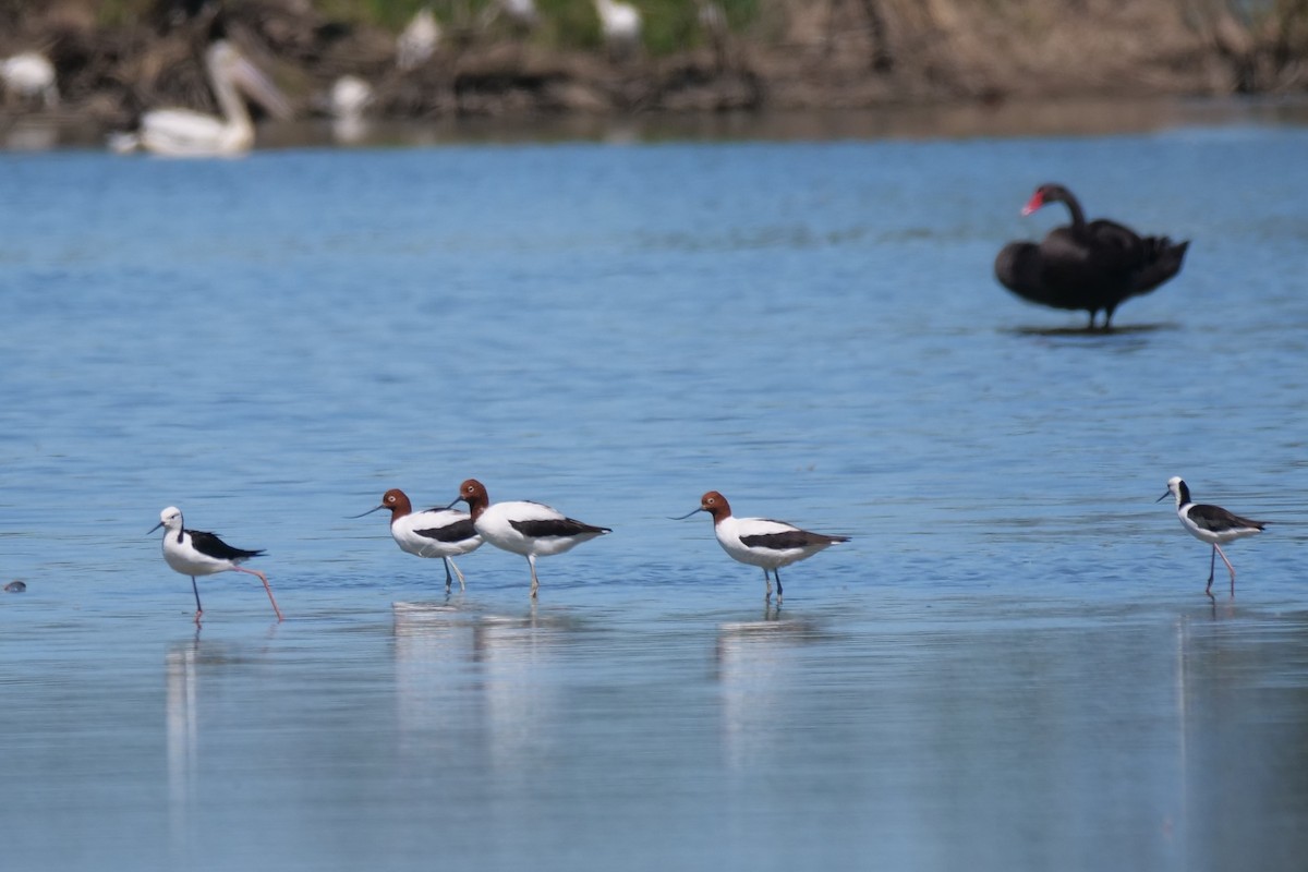 Red-necked Avocet - ML628176670