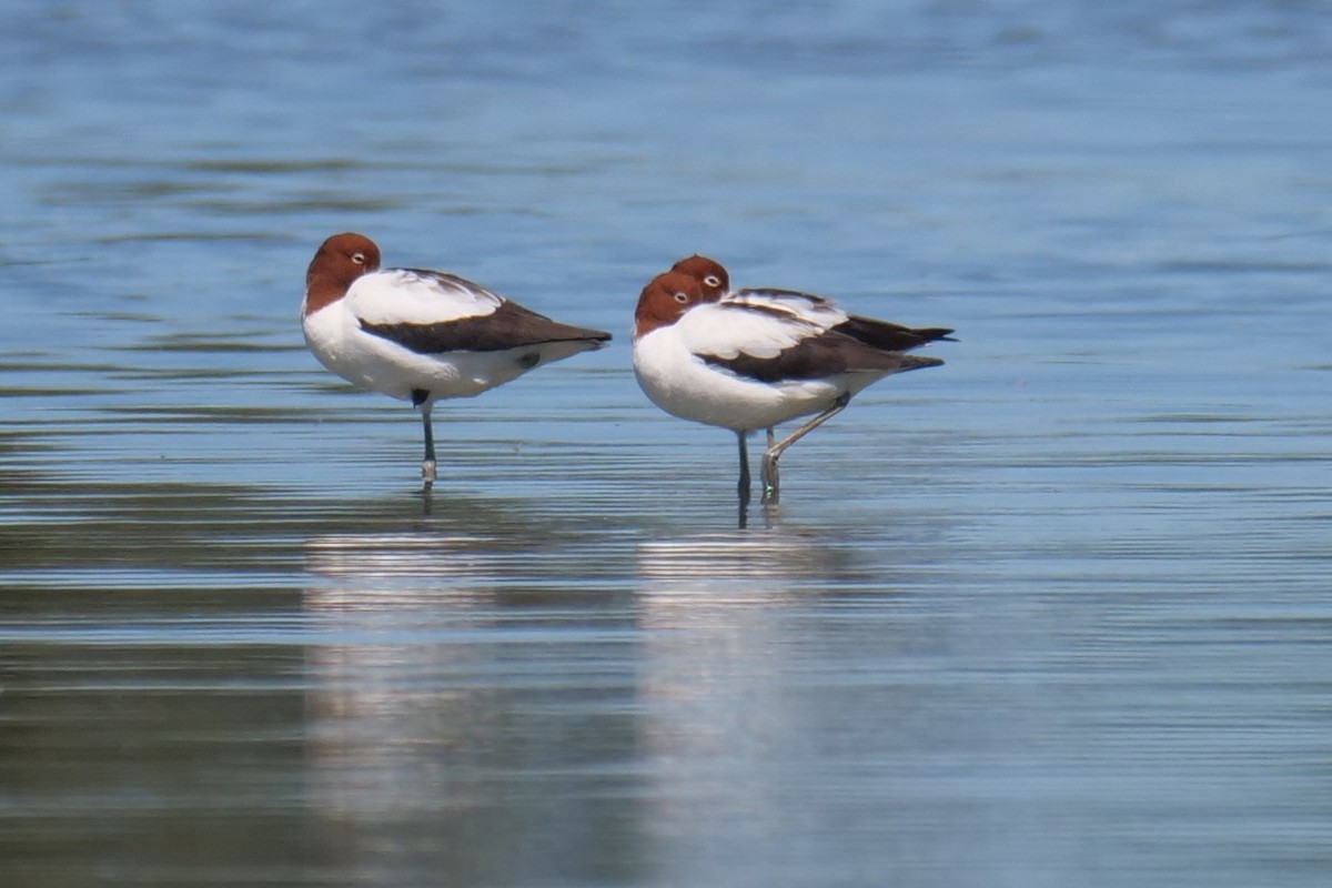 Red-necked Avocet - ML628176692