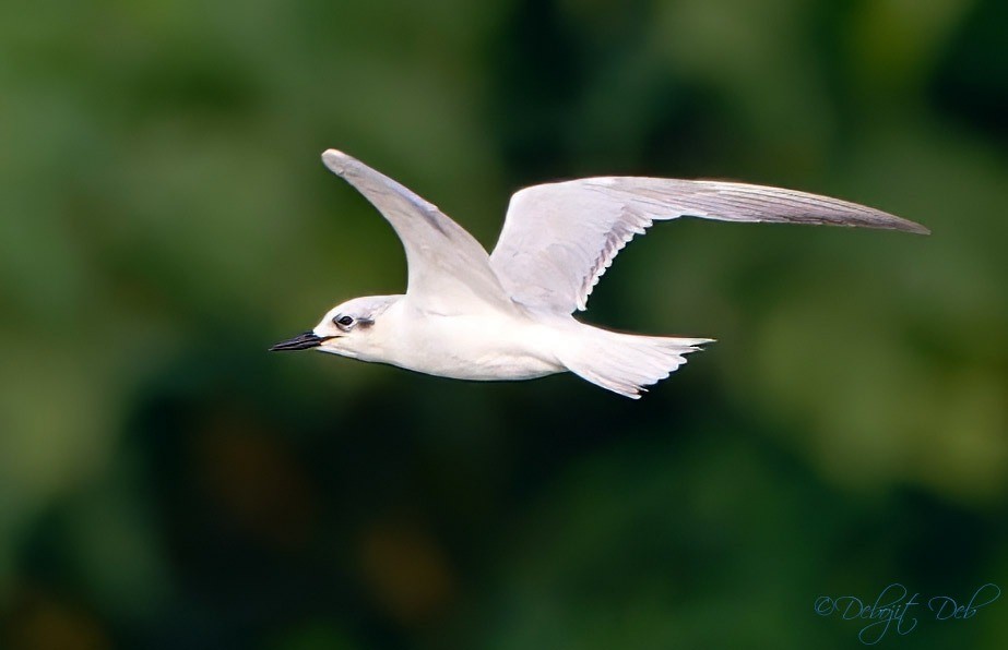 鷗嘴燕鷗 - ML628176702