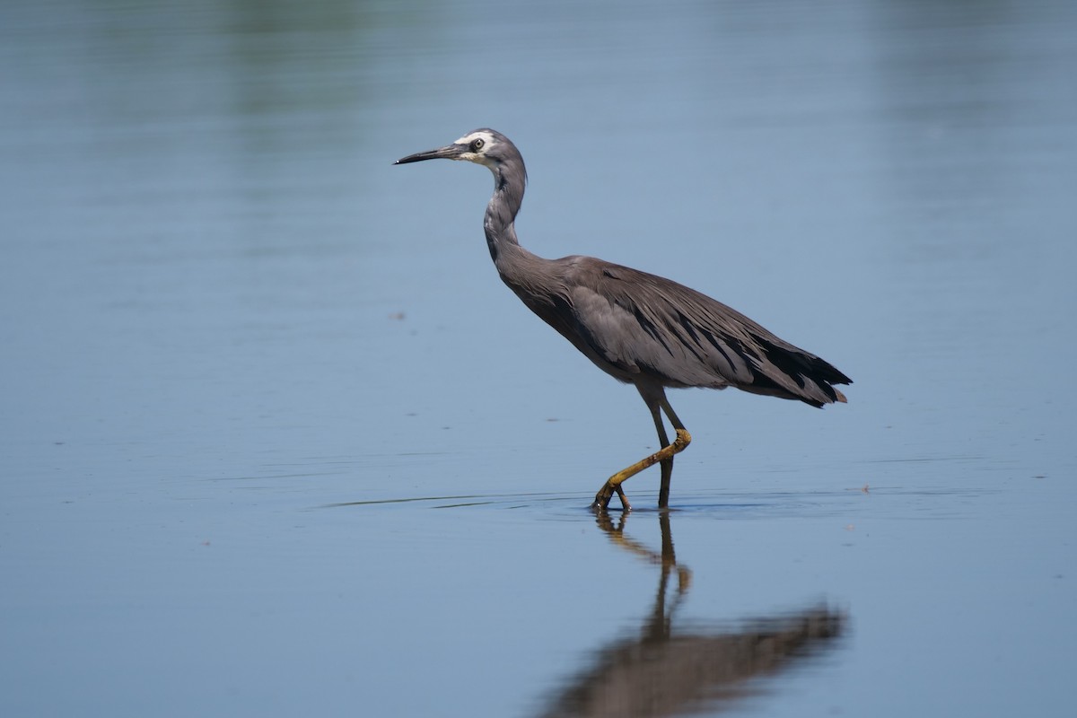 hvitmaskehegre - ML628176712