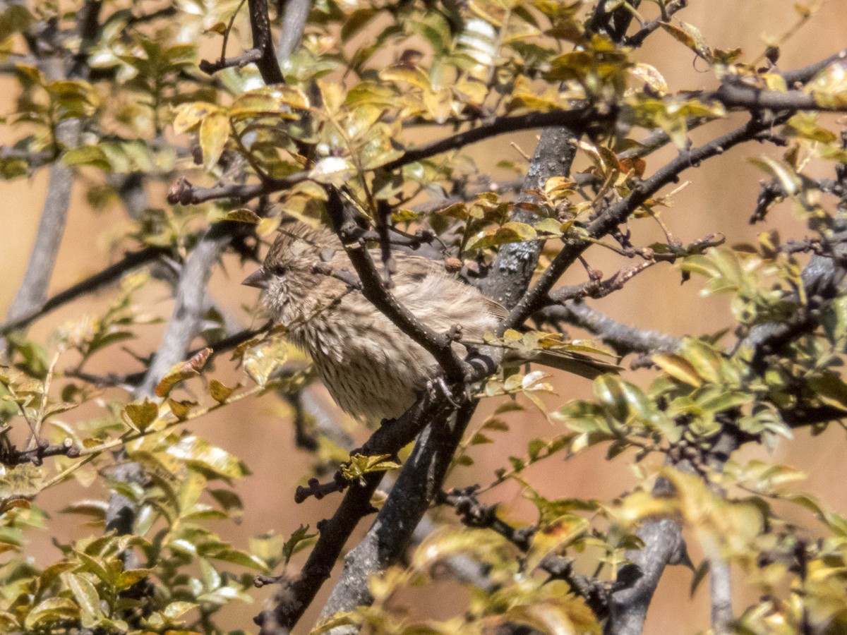 Himalayan Beautiful Rosefinch - ML628176882