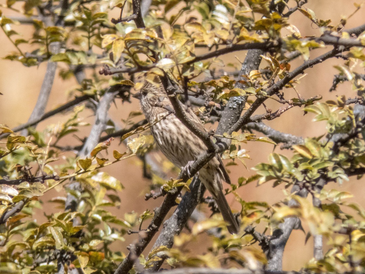 Himalayan Beautiful Rosefinch - ML628176883