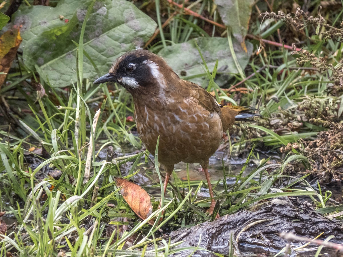 Black-faced Laughingthrush - ML628176891