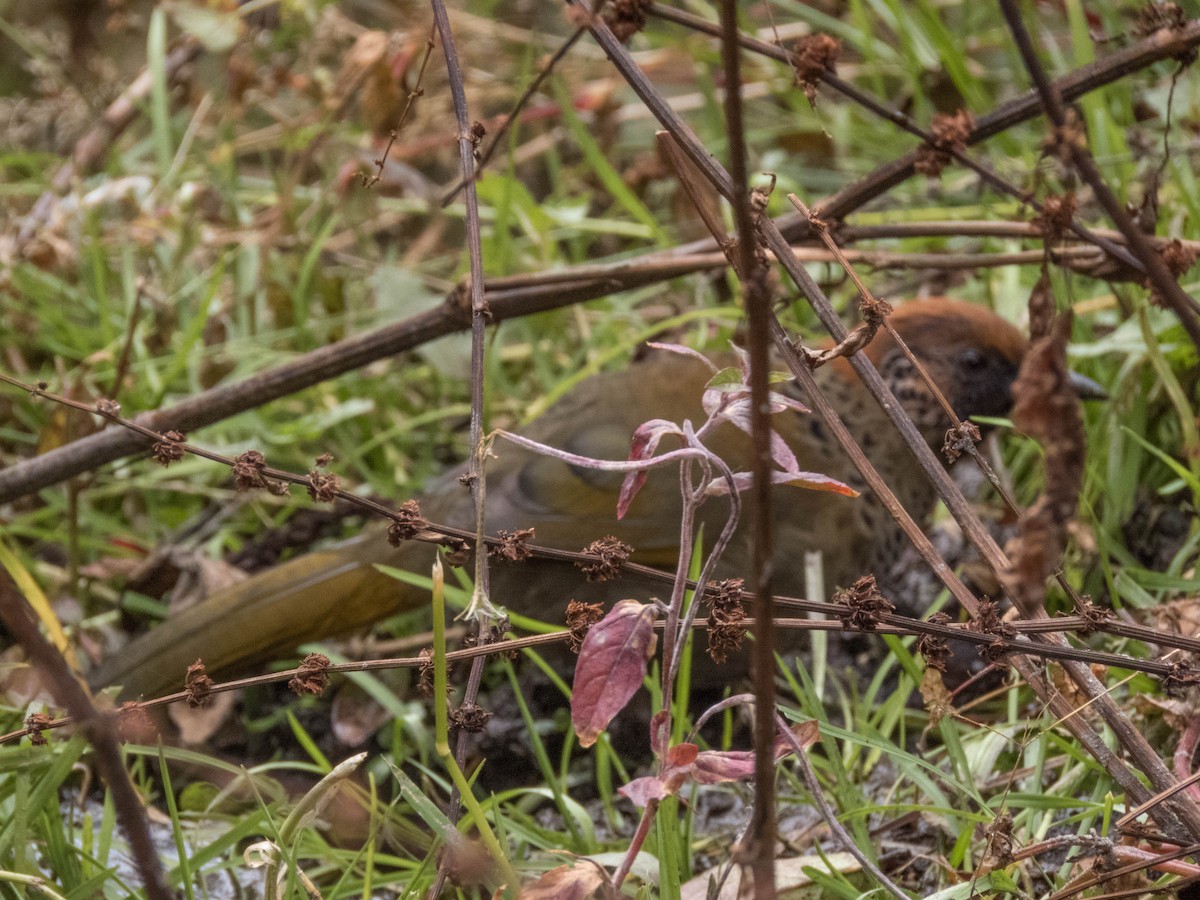 Chestnut-crowned Laughingthrush - ML628176921