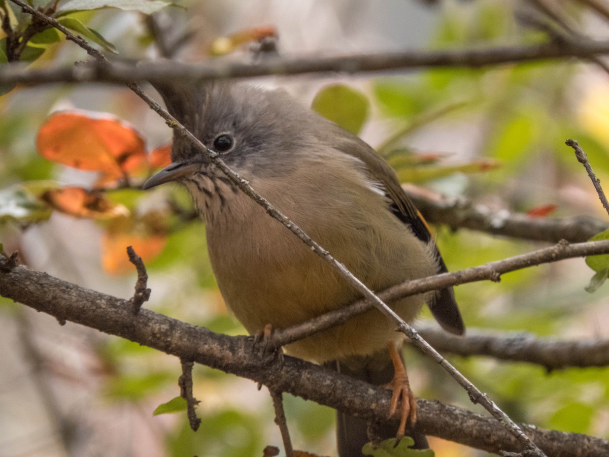Stripe-throated Yuhina - ML628176926