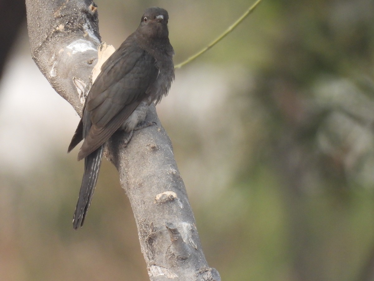 Gray-bellied Cuckoo - ML628176960