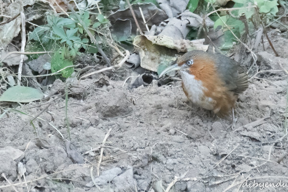 Rusty-cheeked Scimitar-Babbler - ML628176974