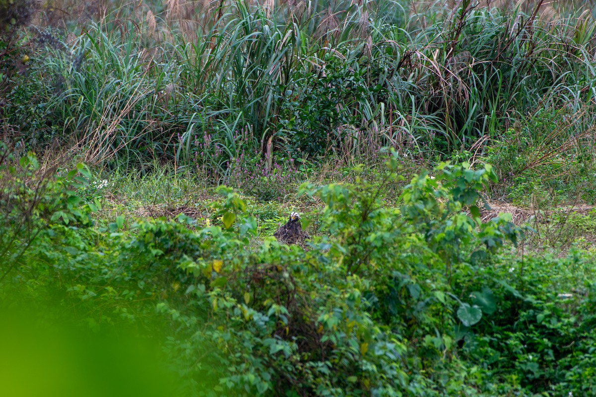 Crested Serpent-Eagle - ML628176981