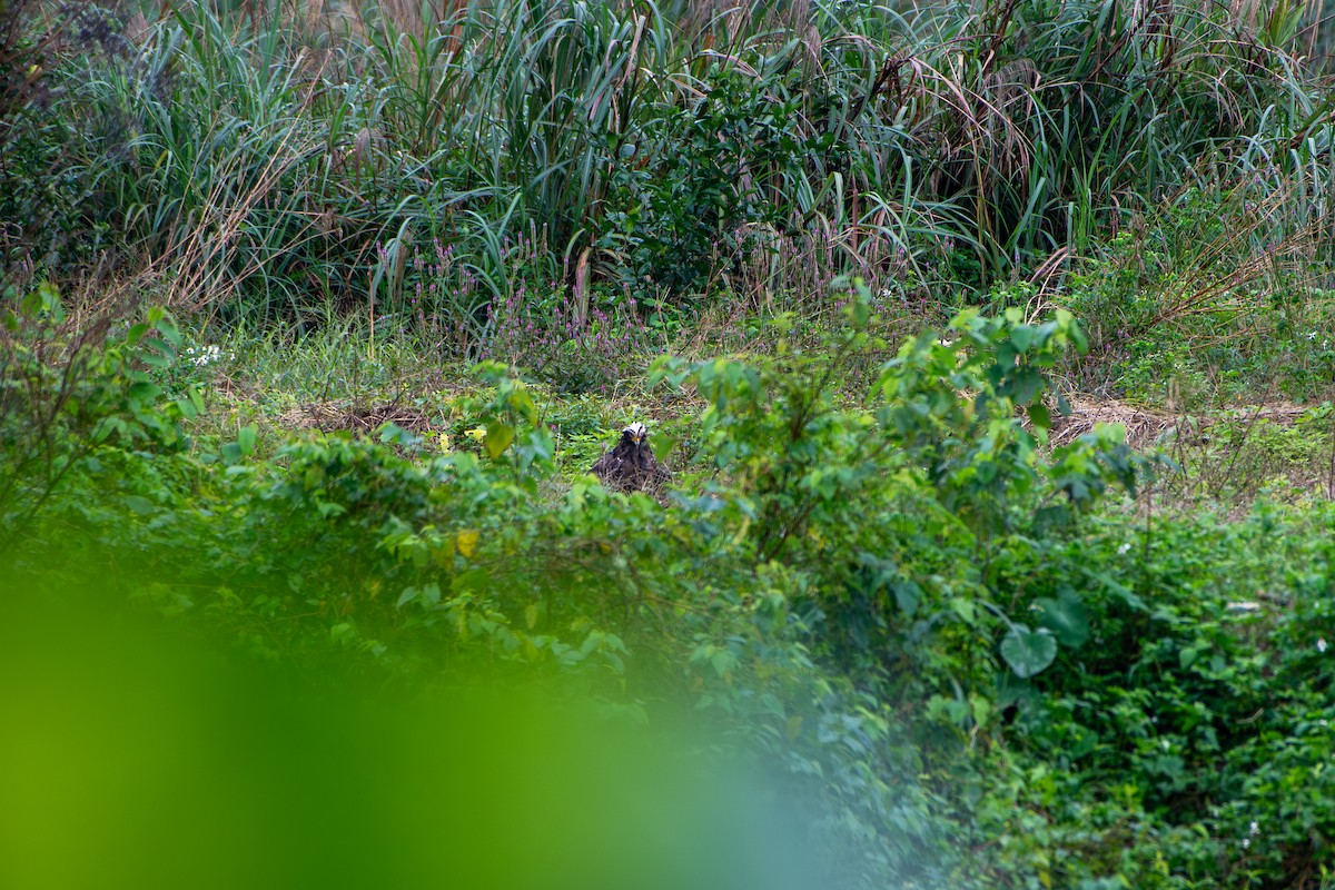 Crested Serpent-Eagle - ML628176982
