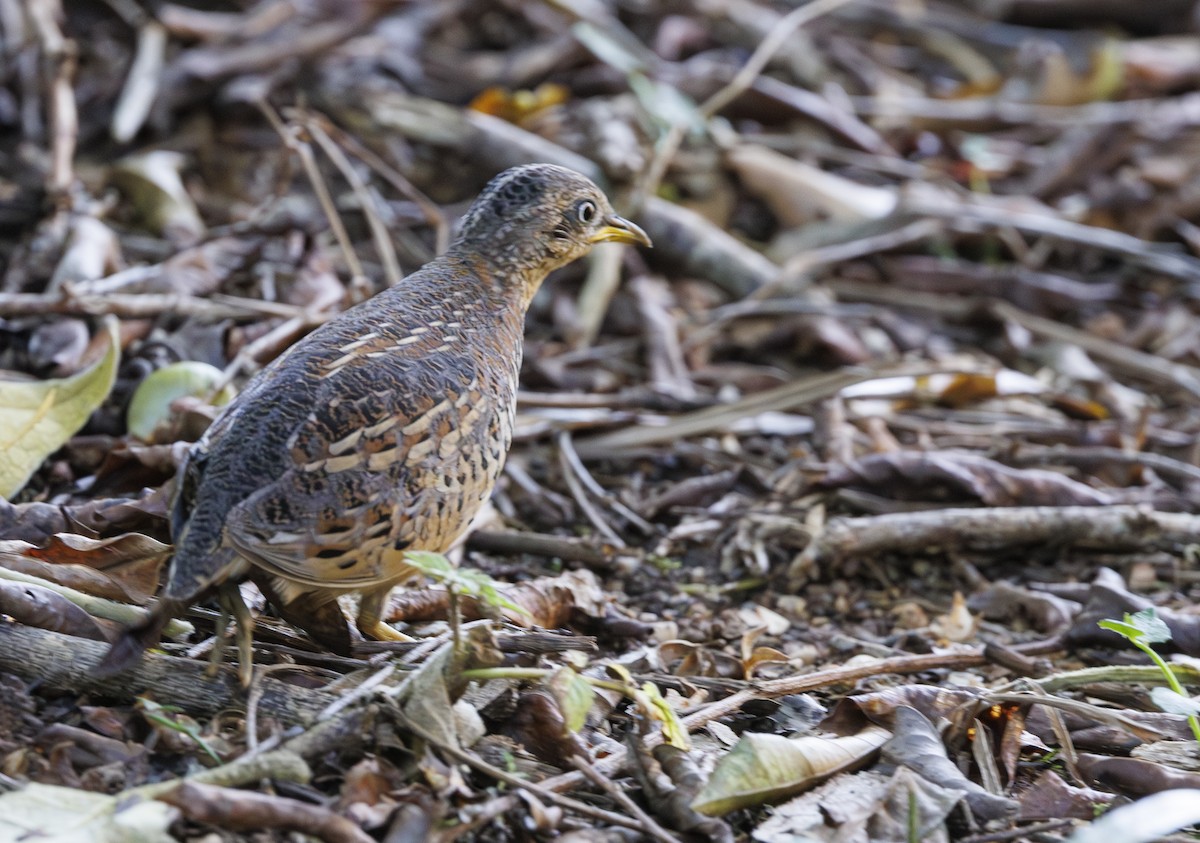 Red-backed Buttonquail - ML628177021