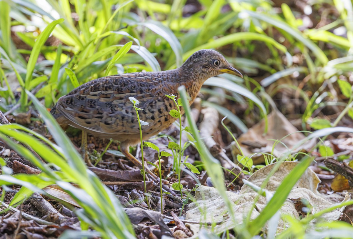 Red-backed Buttonquail - ML628177022