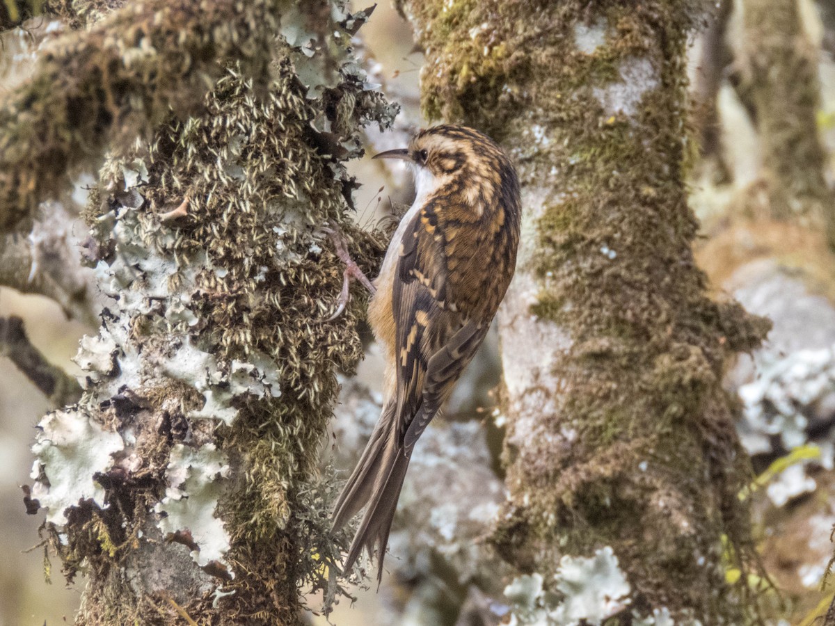 Hodgson's Treecreeper - ML628177057