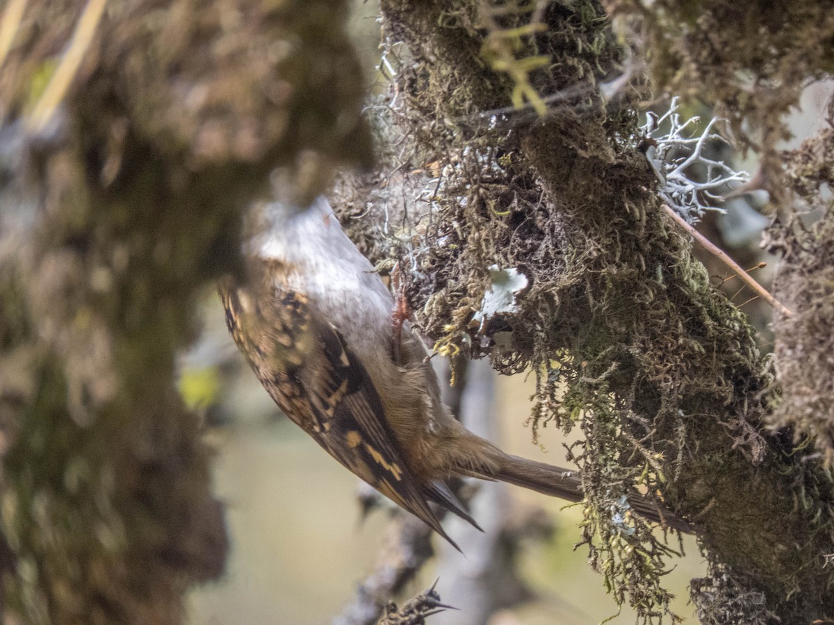 Hodgson's Treecreeper - ML628177058