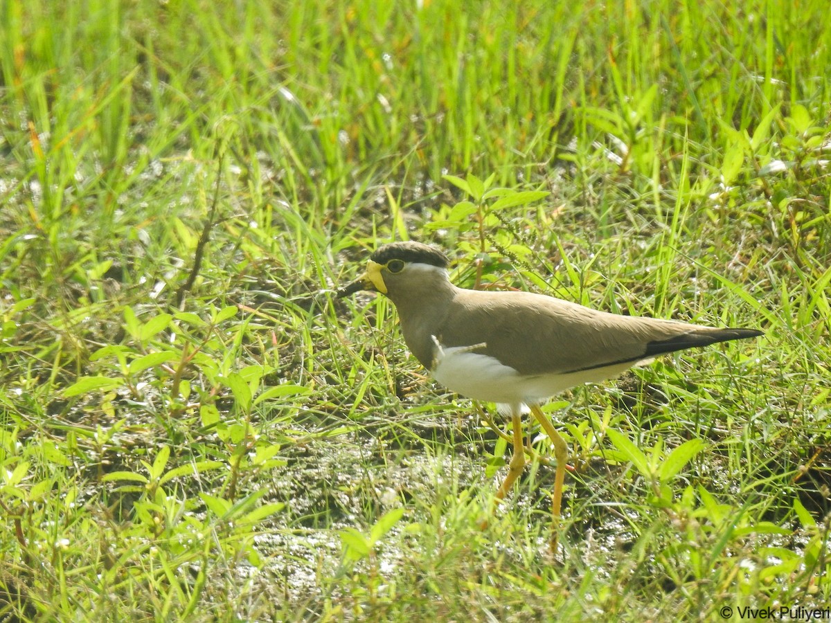 Yellow-wattled Lapwing - ML628177061