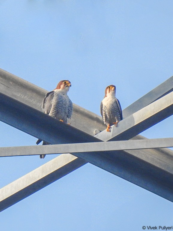 Red-necked Falcon - ML628177070