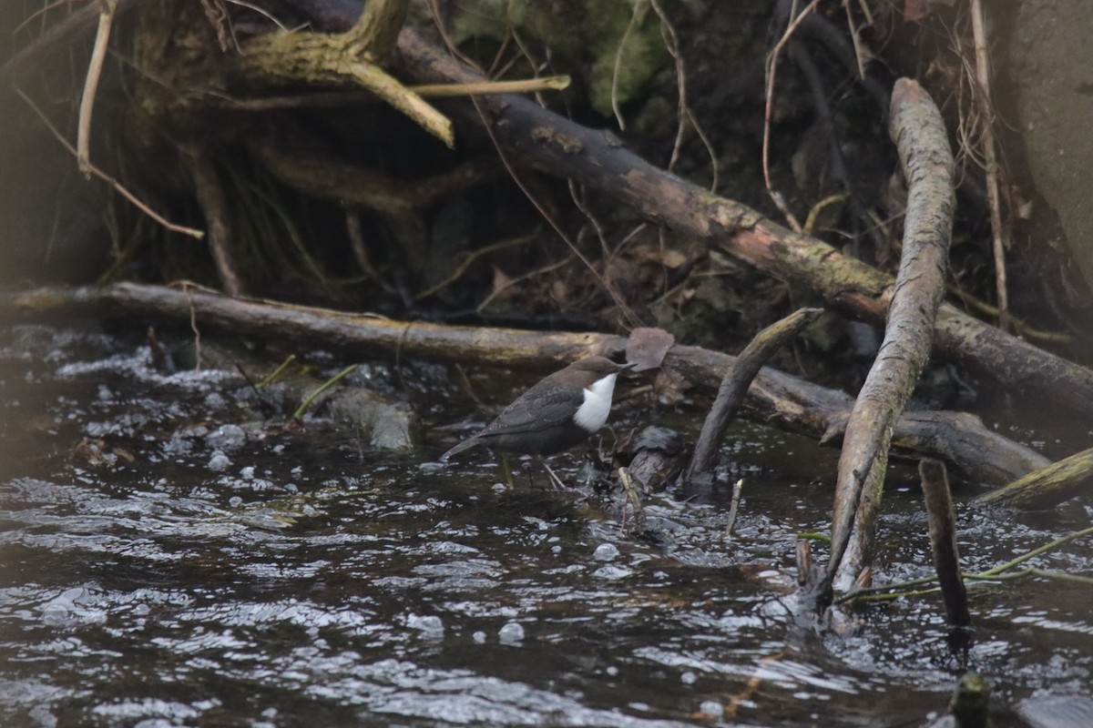 White-throated Dipper - ML628177143