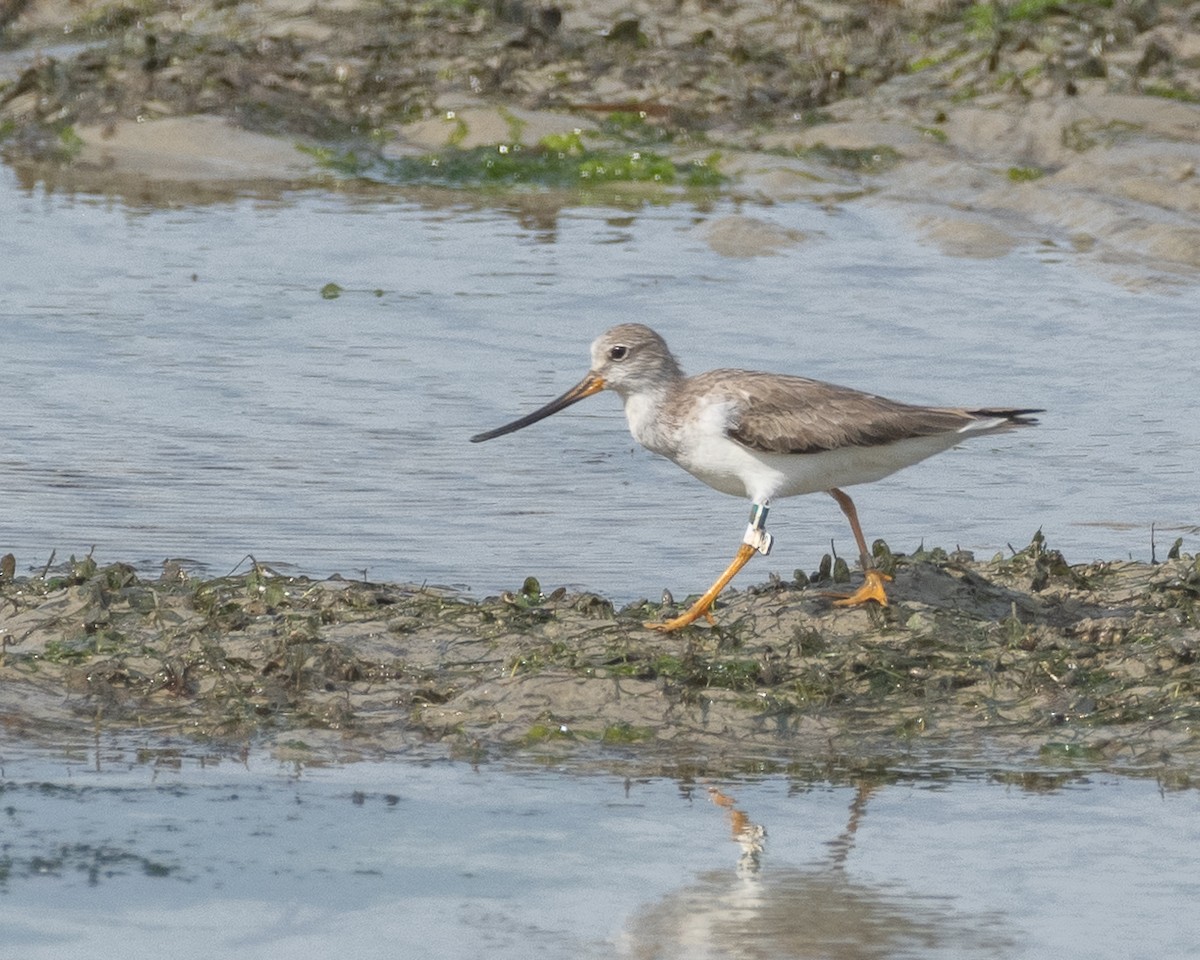 Terek Sandpiper - ML628177201