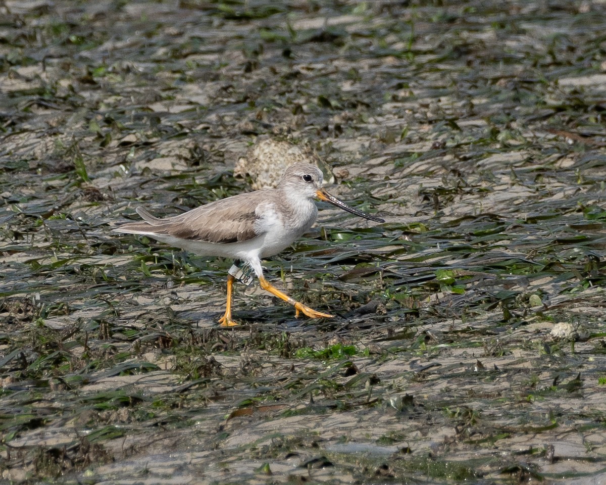 Terek Sandpiper - ML628177202