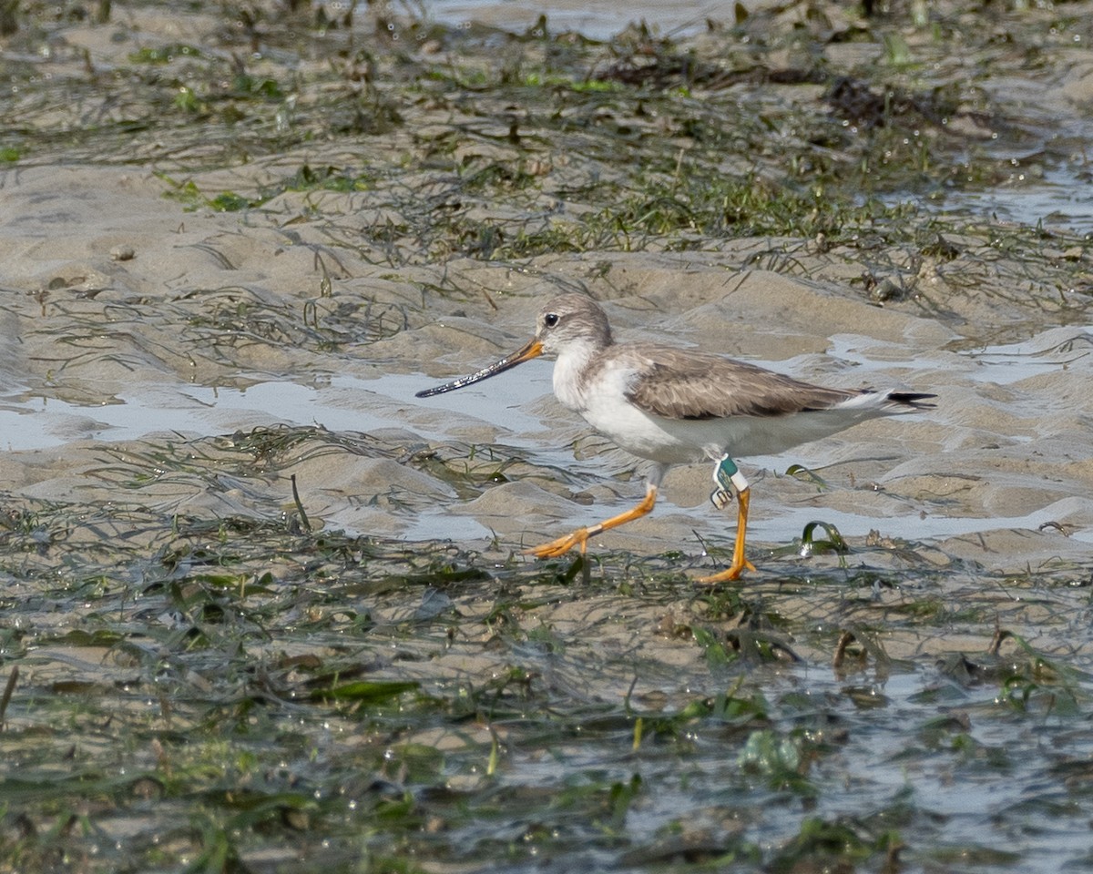 Terek Sandpiper - ML628177203