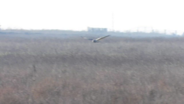 Pallid Harrier - ML628177549
