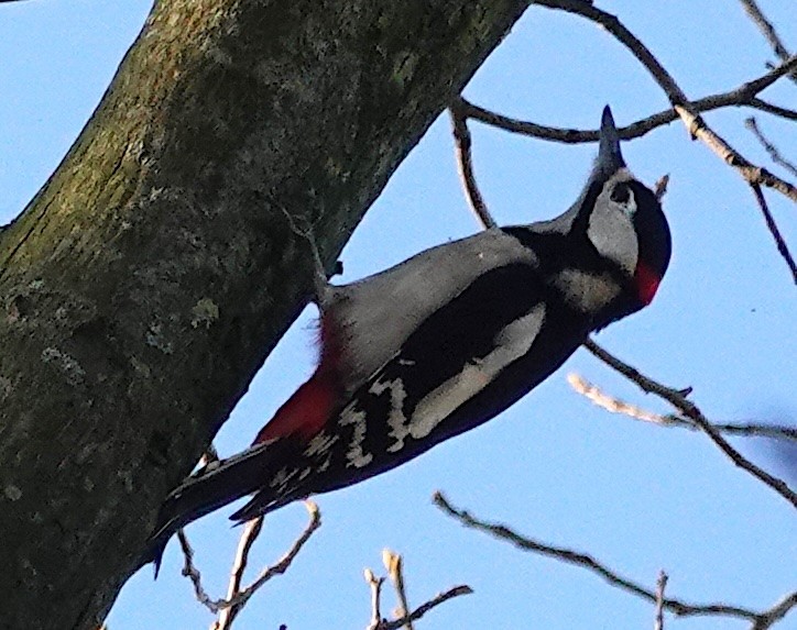 Great Spotted Woodpecker - ML628177703