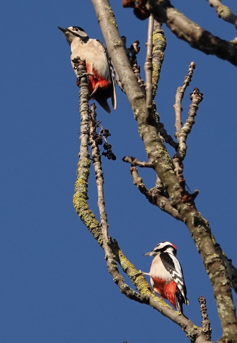 Great Spotted Woodpecker - ML628177704