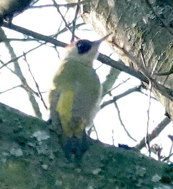 Eurasian Green Woodpecker - ML628177708