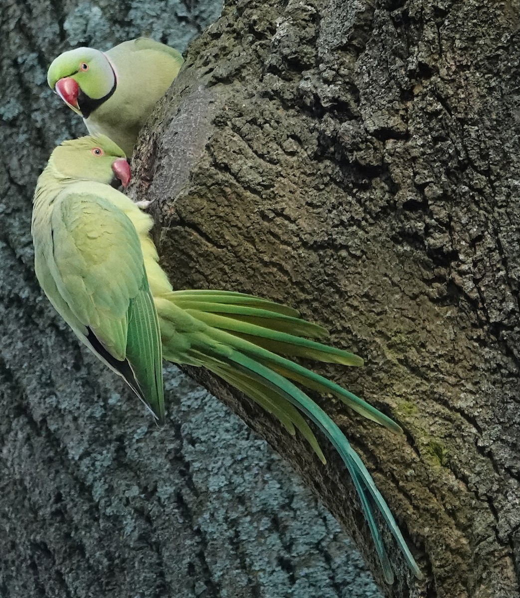 Rose-ringed Parakeet - ML628177721