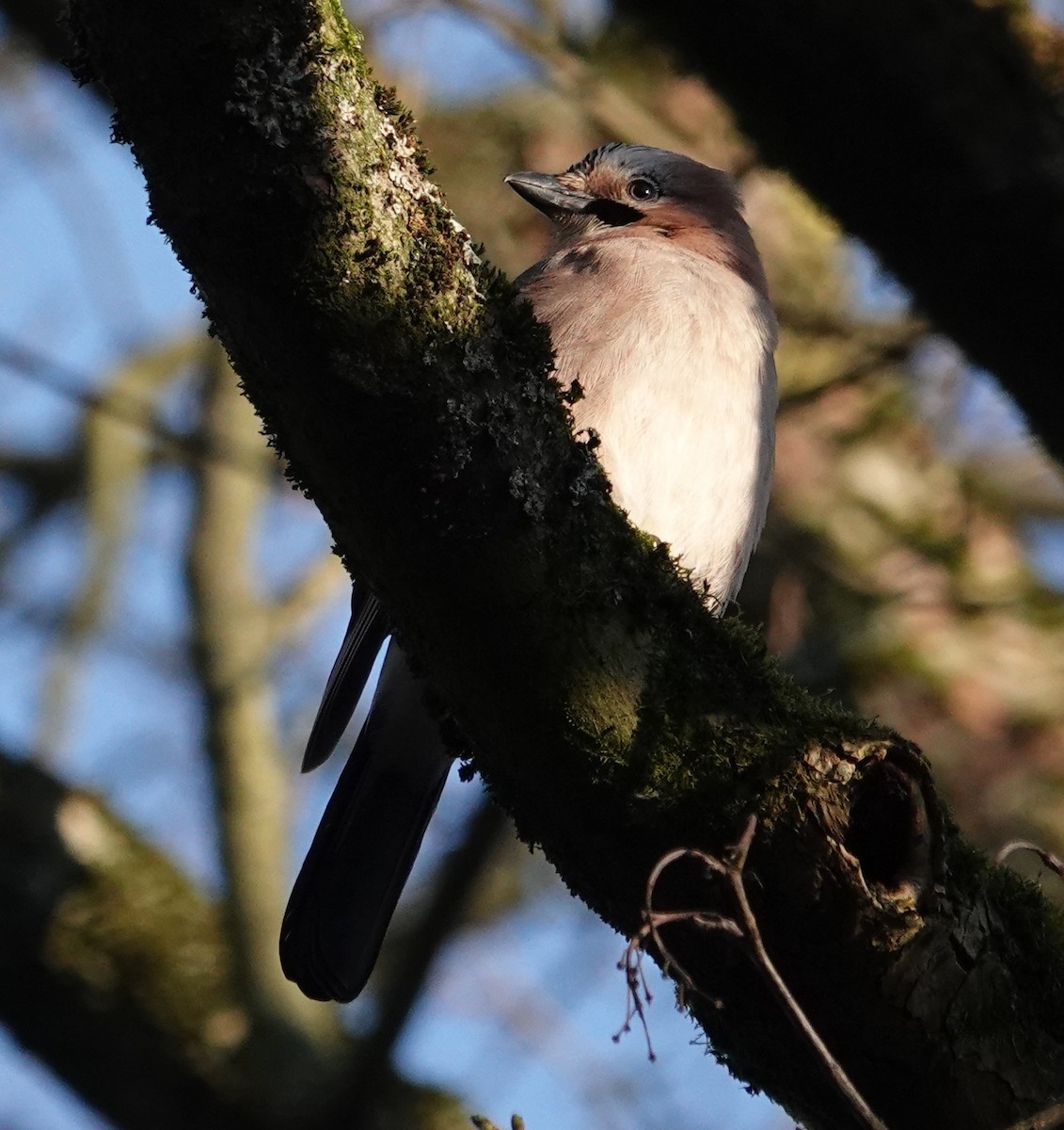 Eurasian Jay - ML628177727