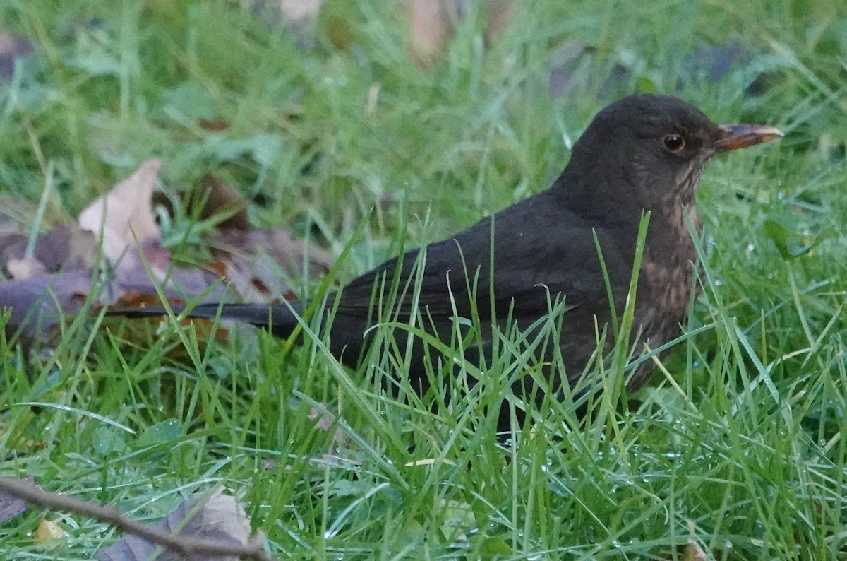 Eurasian Blackbird - ML628177734