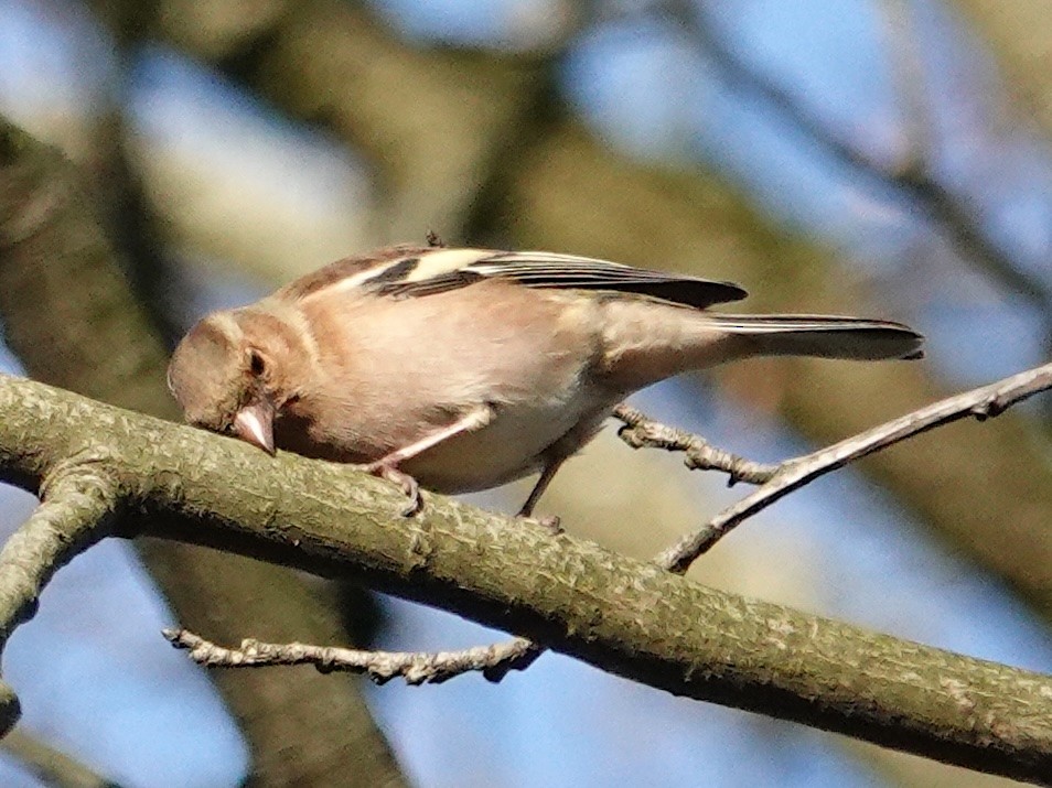 Common Chaffinch - ML628177739