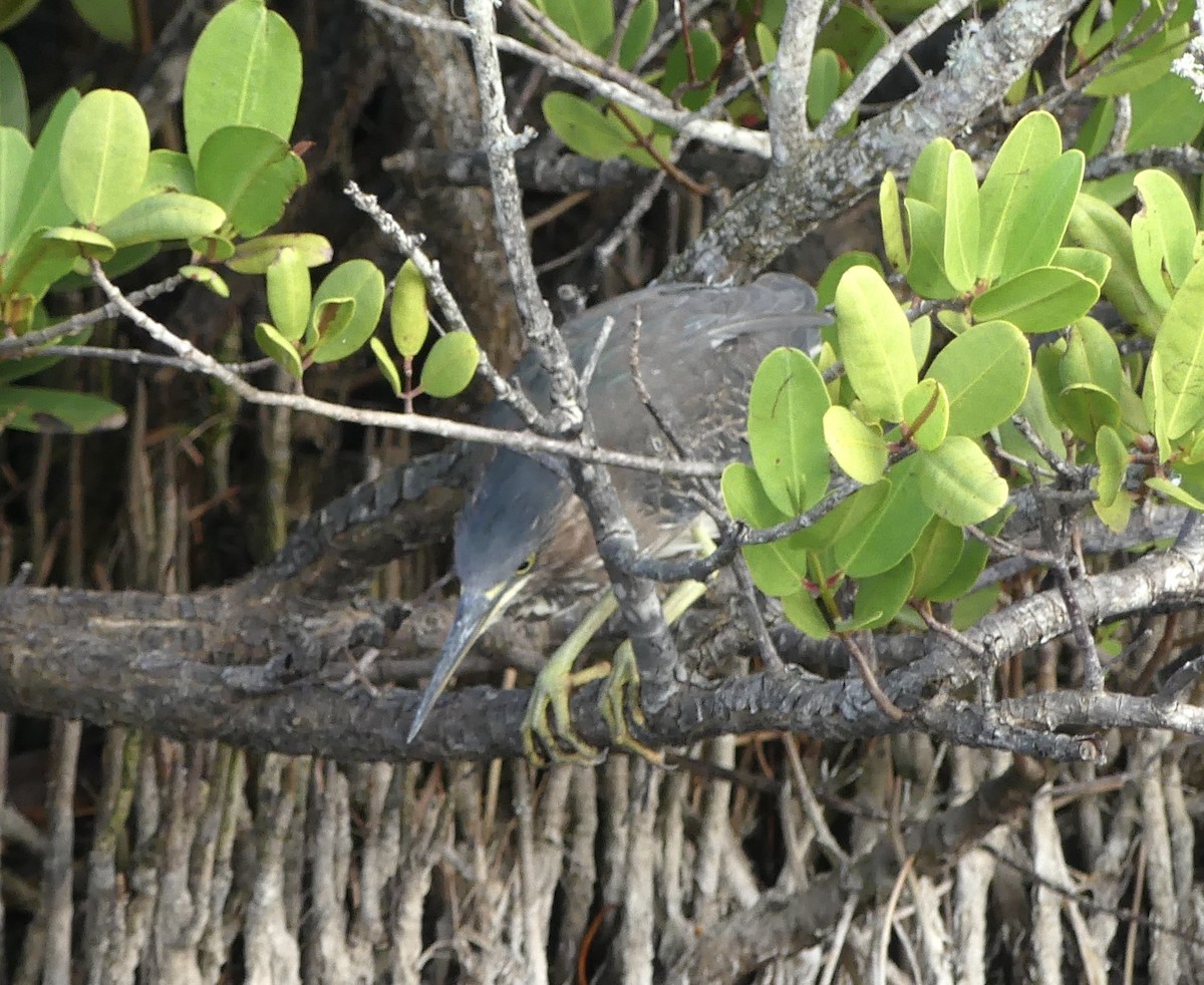 Green Heron - ML628177836