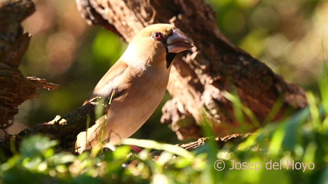 Hawfinch - ML628178438
