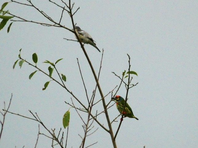 Coppersmith Barbet - ML628178461