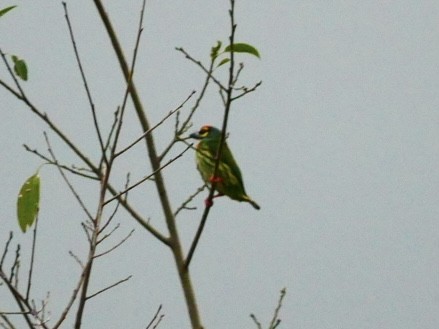 Coppersmith Barbet - ML628178462