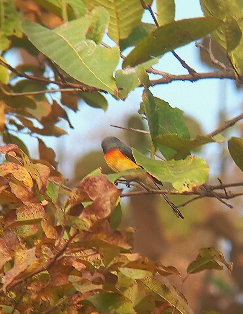 Small Minivet - ML628178474