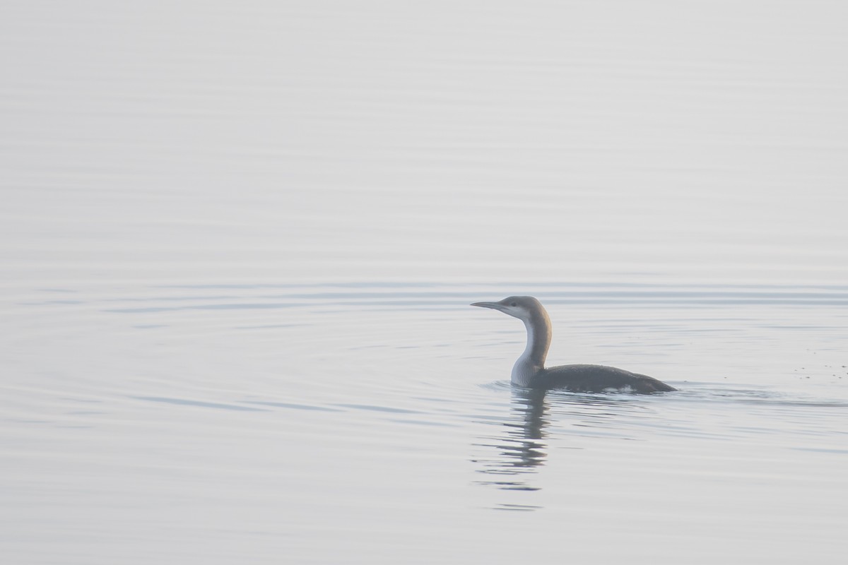 Arctic Loon - ML628178547