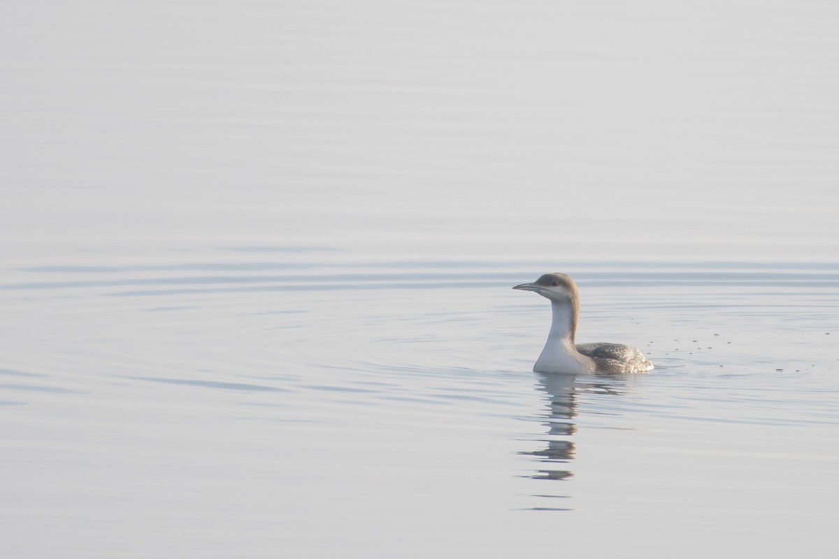 Arctic Loon - ML628178548