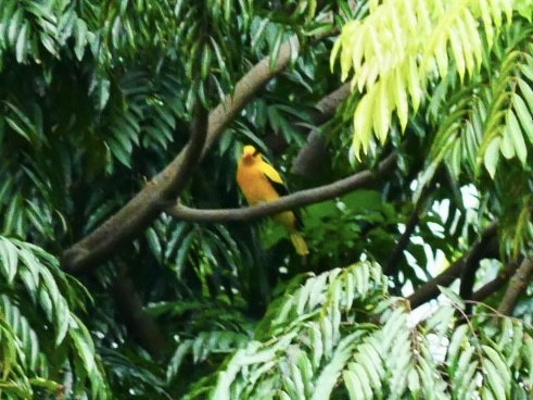 Black-naped Oriole (Philippine) - ML628178554