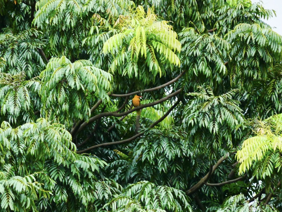 Black-naped Oriole (Philippine) - ML628178555