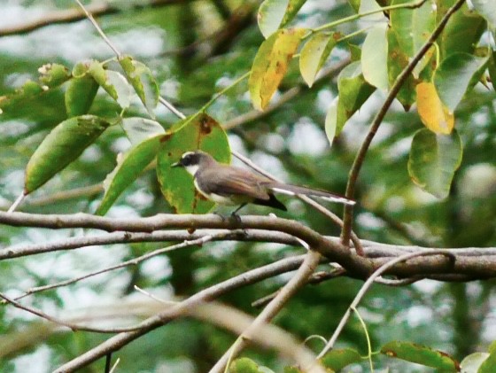 Philippine Pied-Fantail - ML628178567